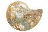 Polished Cretaceous Ammonite (Cleoniceras) Fossil - Madagascar #216067-1